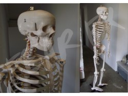 Full Size Skeleton