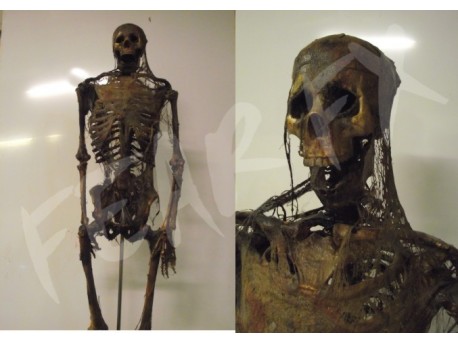 Full Size Skeleton - Aged