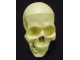 Human Skull