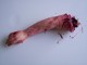 Severed Arm Right Handed